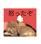 夢吉さんのスタンプ（個別スタンプ：3）