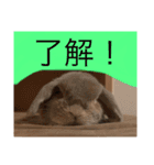 夢吉さんのスタンプ（個別スタンプ：4）