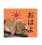 夢吉さんのスタンプ（個別スタンプ：5）
