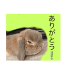 夢吉さんのスタンプ（個別スタンプ：7）