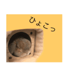 夢吉さんのスタンプ（個別スタンプ：11）