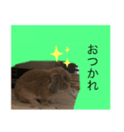 夢吉さんのスタンプ（個別スタンプ：15）
