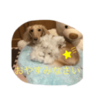 アウディの日常①（個別スタンプ：5）