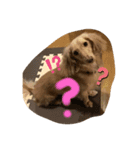 アウディの日常①（個別スタンプ：6）
