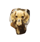 アウディの日常①（個別スタンプ：7）