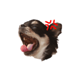 きなごま（個別スタンプ：10）