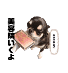 きなごま（個別スタンプ：14）