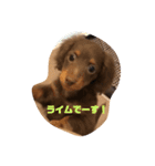 ライムのつぶやき（個別スタンプ：3）