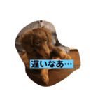 ライムのつぶやき（個別スタンプ：16）