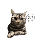 猫のむむスタンプ(実写)（個別スタンプ：1）