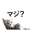 猫のむむスタンプ(実写)（個別スタンプ：9）
