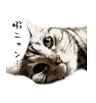 猫のむむスタンプ(実写)（個別スタンプ：10）