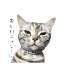 猫のむむスタンプ(実写)（個別スタンプ：13）