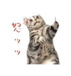 猫のむむスタンプ(実写)（個別スタンプ：14）