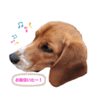 CJくんのイケメンスタンプ第1弾！（個別スタンプ：1）