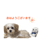 ぼんちゃん♡2（個別スタンプ：13）