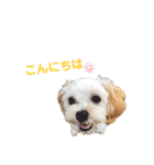 ぼんちゃん♡2（個別スタンプ：15）