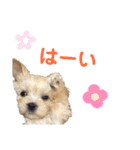 ぼんちゃん♡2（個別スタンプ：30）