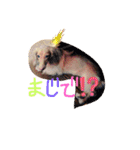 リズムモカカラフル文字スタンプ（個別スタンプ：24）