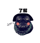 黒パグこてつ（個別スタンプ：10）
