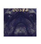 黒パグこてつ（個別スタンプ：13）