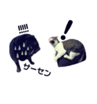 黒パグこてつ（個別スタンプ：26）