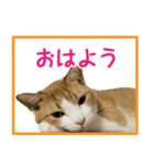 さつこさんちの猫ver1.1（個別スタンプ：1）
