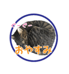 さつこさんちの猫ver1.1（個別スタンプ：2）