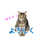 さつこさんちの猫ver1.1（個別スタンプ：3）