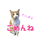 さつこさんちの猫ver1.1（個別スタンプ：4）