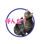 さつこさんちの猫ver1.1（個別スタンプ：5）
