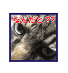 さつこさんちの猫ver1.1（個別スタンプ：6）