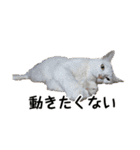さつこさんちの猫ver1.1（個別スタンプ：7）