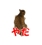 さつこさんちの猫ver1.1（個別スタンプ：8）