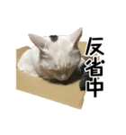 さつこさんちの猫ver1.1（個別スタンプ：9）