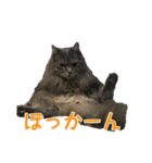 さつこさんちの猫ver1.1（個別スタンプ：10）