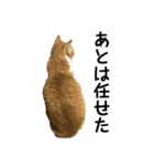 さつこさんちの猫ver1.1（個別スタンプ：11）