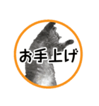 さつこさんちの猫ver1.1（個別スタンプ：12）