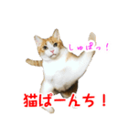 さつこさんちの猫ver1.1（個別スタンプ：13）