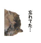 さつこさんちの猫ver1.1（個別スタンプ：14）