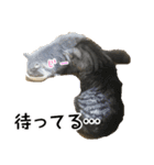 さつこさんちの猫ver1.1（個別スタンプ：15）