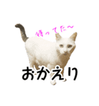 さつこさんちの猫ver1.1（個別スタンプ：16）