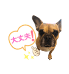 フレンチブルドッグ☆リブの楽しい毎日（個別スタンプ：7）