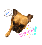 フレンチブルドッグ☆リブの楽しい毎日（個別スタンプ：9）