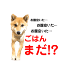 豆柴メイ＆ブン（個別スタンプ：1）