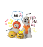 おフクとミルク（個別スタンプ：15）