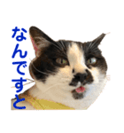 クロ＆ハッチ  その陸（個別スタンプ：5）