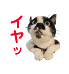 クロ＆ハッチ  その陸（個別スタンプ：10）