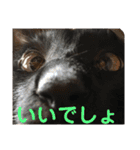 クロ＆ハッチ  その陸（個別スタンプ：11）