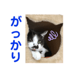 クロ＆ハッチ  その陸（個別スタンプ：13）